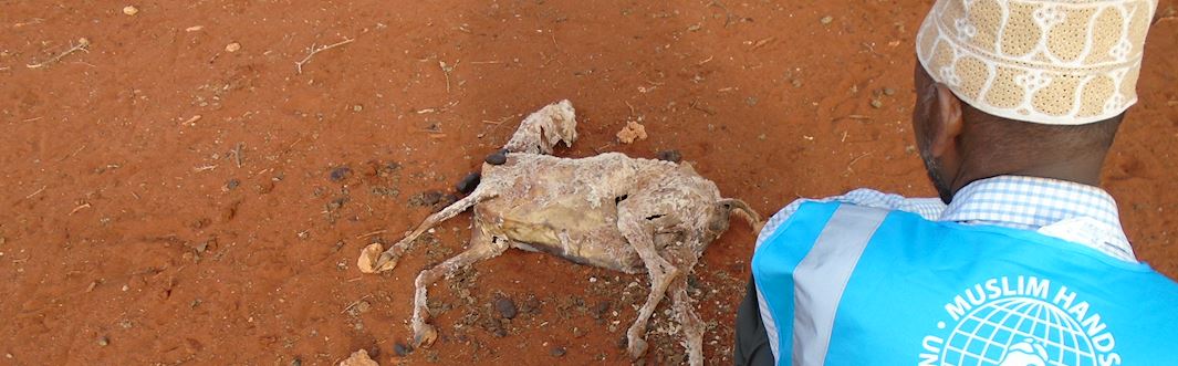 Maryam Jamageedi has lost half her animals