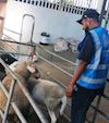 Championing Ethical Animal Welfare: A Closer Look Inside Lanasia Livestock